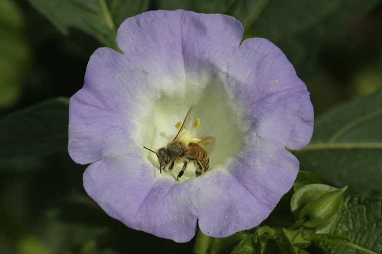 bee